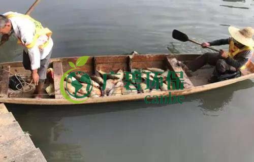 廣州旺旺食品廢水直排，永和河大量魚類死亡(圖1)