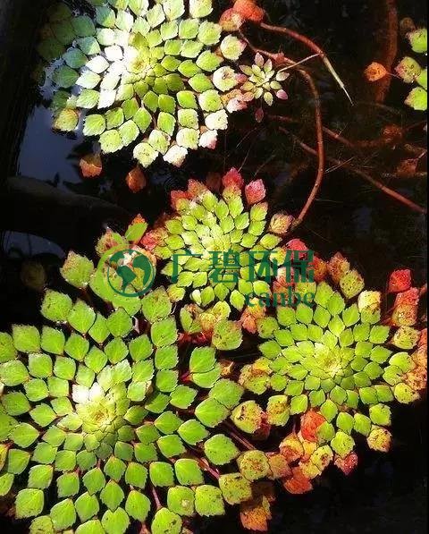 河道治理：水生植物的選擇與種植(圖2)